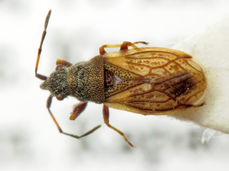 Macroplax preyssleri (Fieber, 1837)